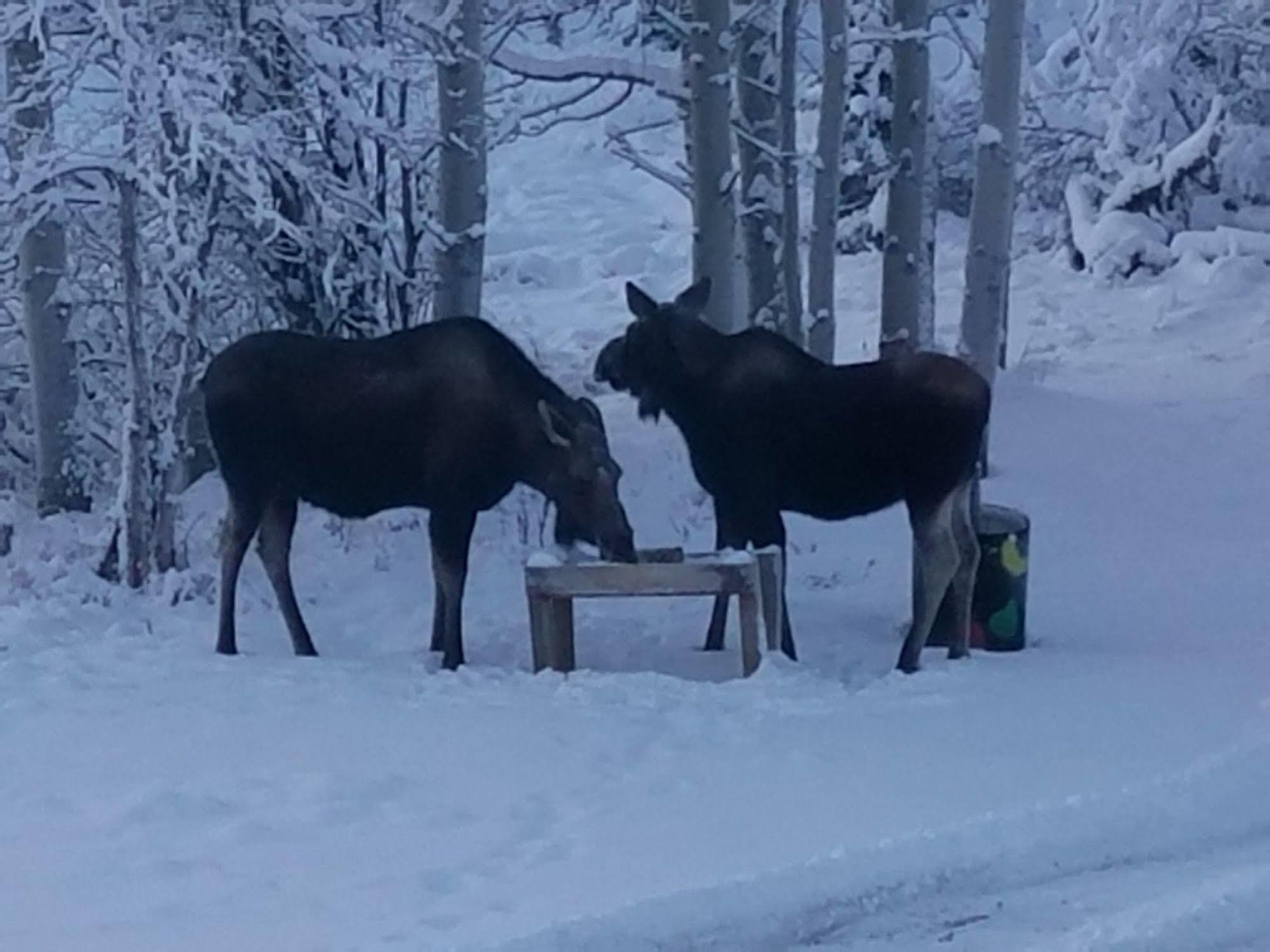 Denali Touch Of Wilderness B&B Healy Dış mekan fotoğraf